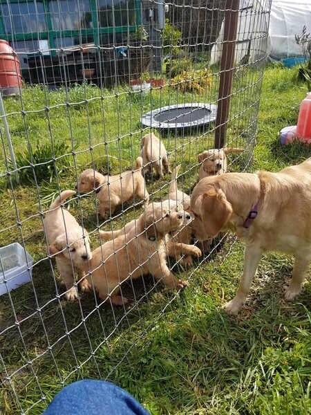 Golden Retriever Puppies ready for their new home.