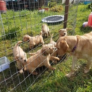 Golden Retriever Puppies ready for their new home. | PostAds PH