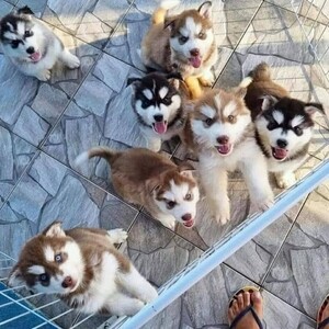 Siberian Husky Puppies ready for their new home. | PostAds PH