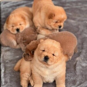 Chow Chow Puppies ready for their new home. | PostAds PH