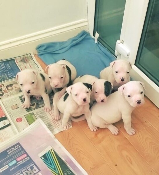 American Bulldog puppies ready for their new home