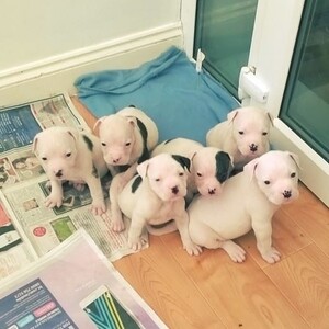 American Bulldog puppies ready for their new home | PostAds PH