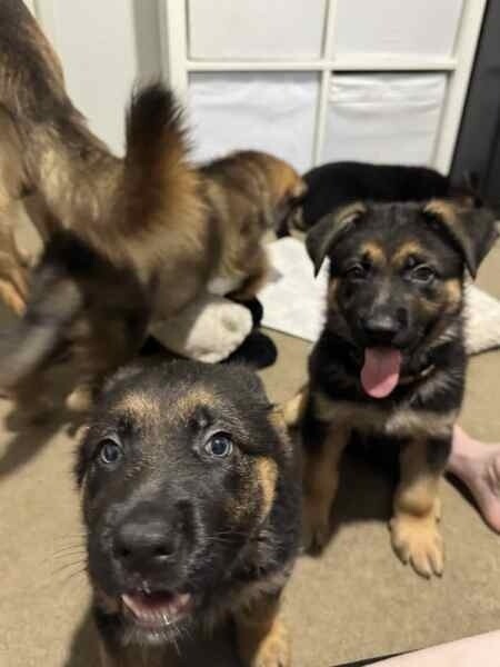 German Shepherd Puppies