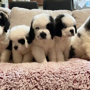 Adorable Saint Bernard Puppies for adoption. | PostAds PH