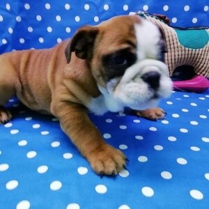 Two Adorable English bulldog for Adoption | PostAds PH