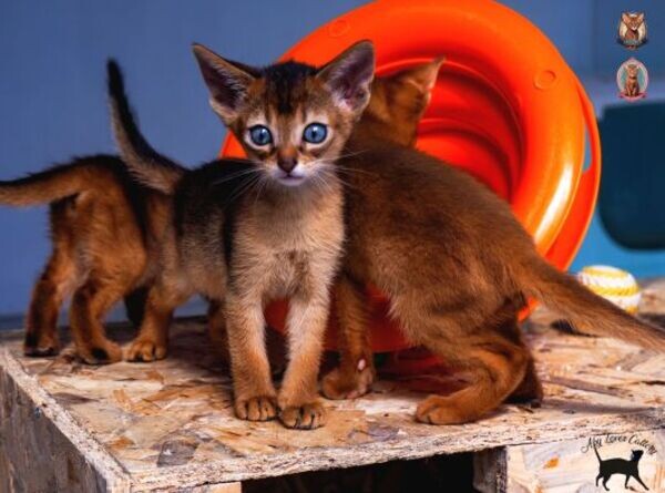 Pure Abyssinian kittens
