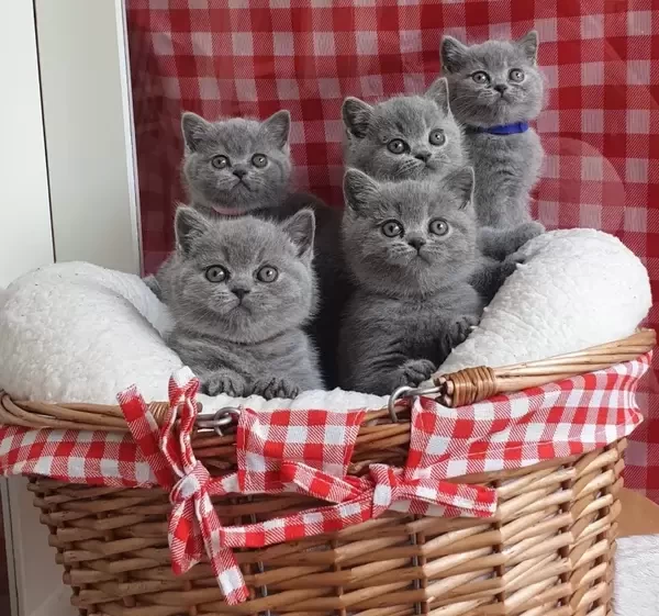 Stunning British Shorthair Kittens