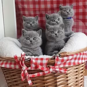 Stunning British Shorthair Kittens | PostAds PH