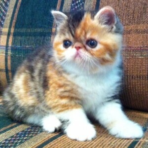 Classic Exotic Shorthair kittens | PostAds PH