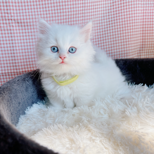 Cute Munchkin kitten for sale | PostAds PH