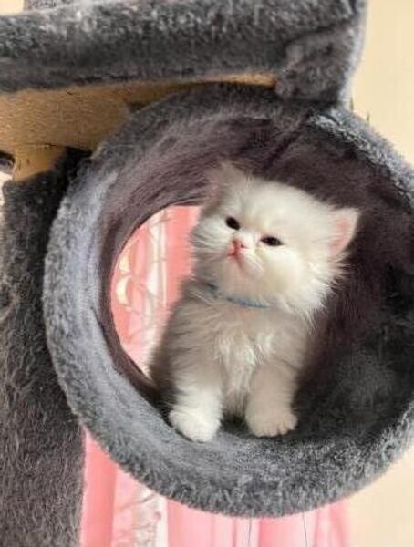 Gorgeous Persian kittens