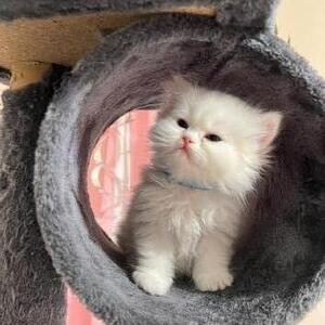 Gorgeous Persian kittens | PostAds PH