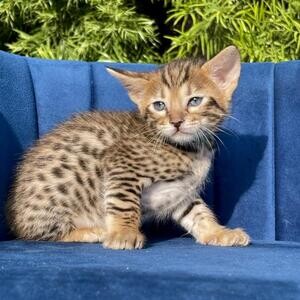 F6 Savannah kittens | PostAds PH