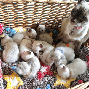 Siamese Kittens for sales | PostAds PH