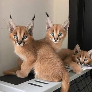 Caracal Kittens Available | PostAds PH
