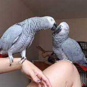 Pair of talking African Grey parrots....viber :+639463422605) | PostAds PH
