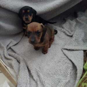 Dachshund puppies...viber :+639463422605) | PostAds PH
