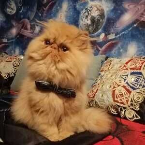 Beautiful hypertypical male Persian kittens...viber :+639463422605) | PostAds PH