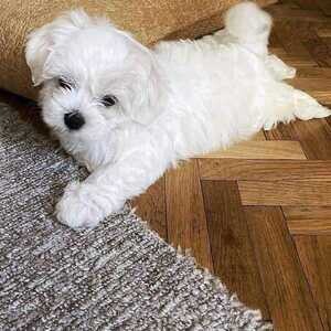 White Toy Maltese puppies ...viber :+639463422605) | PostAds PH