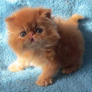beautiful Persian males...viber :+639463422605) | PostAds PH