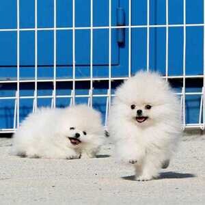 Very rare Pomeranian puppies...viber :+639463422605) | PostAds PH
