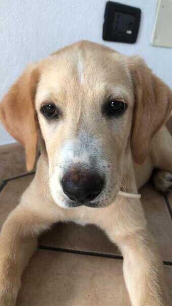 Labrador puppy gift...viber :+639463422605)