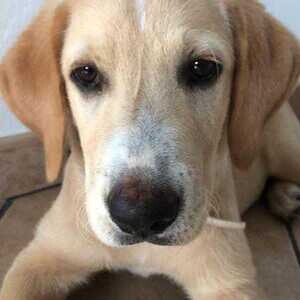 Labrador puppy gift...viber :+639463422605) | PostAds PH