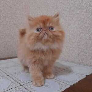 red tabby face doll males...viber :+639463422605) | PostAds PH