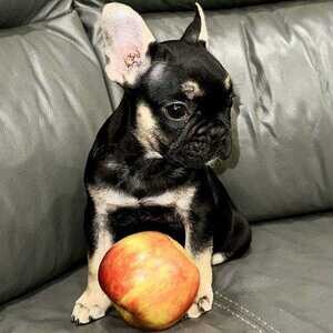French Bulldog puppies ...viber :+639463422605) | PostAds PH