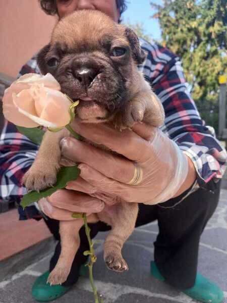 Available 3 male French bulldogs...viber :+639463422605)