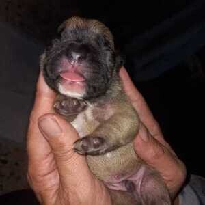 FRENCH BULLDOG PUPPIES...viberr :+639463422605) | PostAds PH