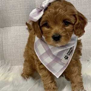 I am selling beautiful F1B Golden Doodles puppies | PostAds PH
