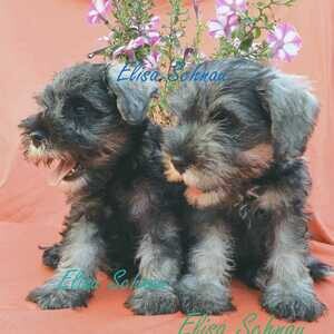 Pepper and Salt Miniature Schnauzer puppies | PostAds PH