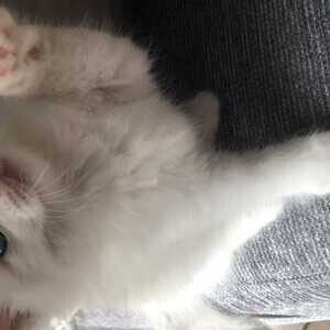 beautiful Ragdoll kitten,...viber :+639463422605) | PostAds PH