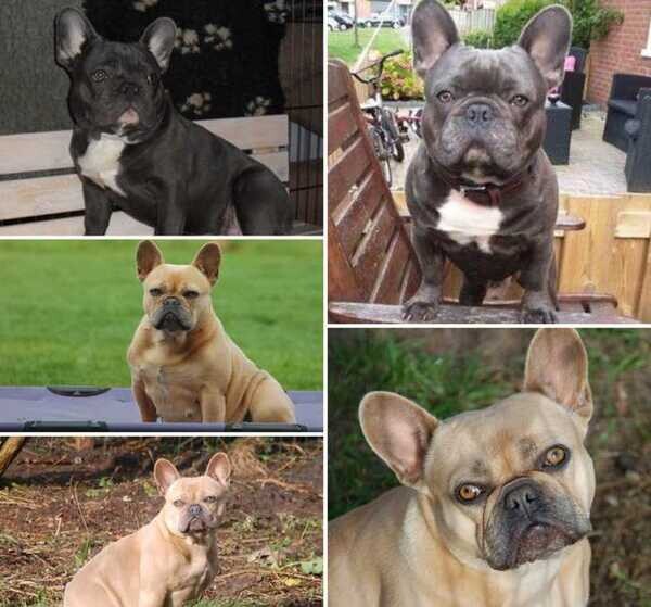 6 blue French Bulldog puppies...viber :+639463422605)