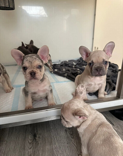   French Bulldog  Puppies – 3 Females & 2 Males ...viber :+639463422605