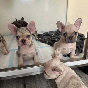 French Bulldog Puppies – 3 Females & 2 Males ...viber :+639463422605 | PostAds PH