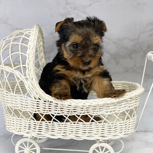BOTH MALE AND FEMALE TEACUP YORKIE PUPPIES | PostAds PH