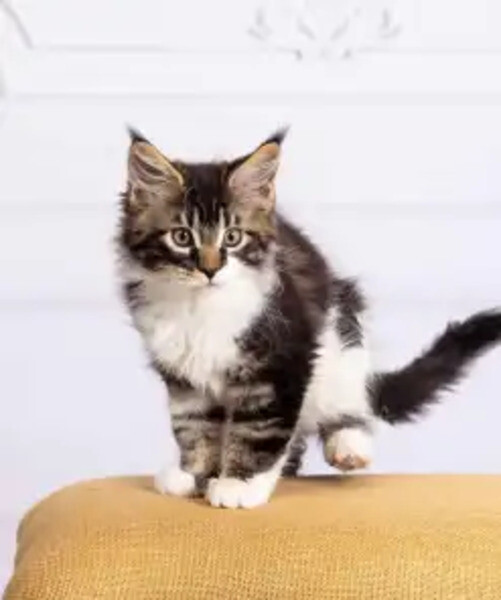Maine Coon Kittens For Sale: Healthy Home-Bred