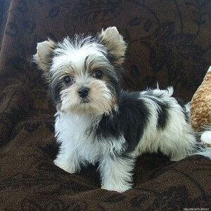 PARTI YORKIES FOR ADOPTION...viber :+639463422605) | PostAds PH
