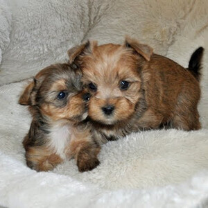 CHOCOLATE MERLE YORKIE PUPPIES...viber :+639463422605) | PostAds PH