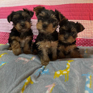 YORKIES...viber :+639463422605) | PostAds PH