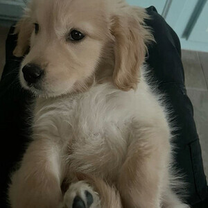 Alabai original breed puppies...viber :+639463422605) | PostAds PH