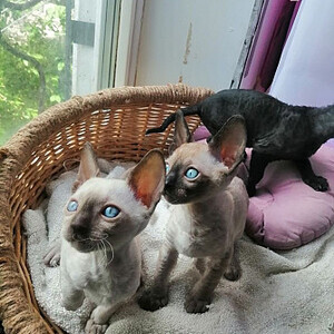 Cornish-rex kittens...viber :+639463422605) | PostAds PH