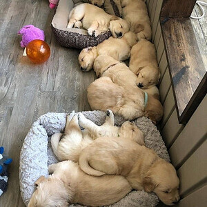Golden-retriever puppies ORIGINAL...viber :+639463422605) | PostAds PH