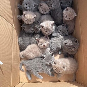 Korat Cat Kitten is available...viber :+639463422605) | PostAds PH