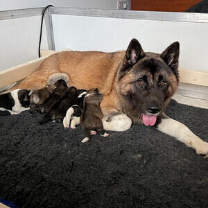 Big chunky American Akita puppies for Sale....viber :+639463422605) | PostAds PH