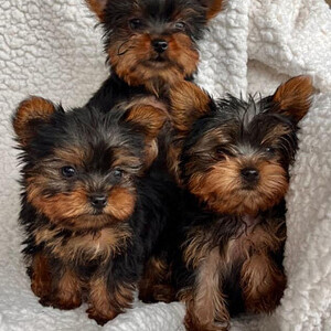 Free Yorkie Adoption Both male and female...viber :+639463422605) | PostAds PH