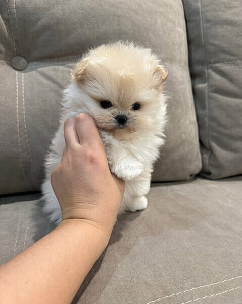  Gorgeous Pomeranian Puppies available for sale!
