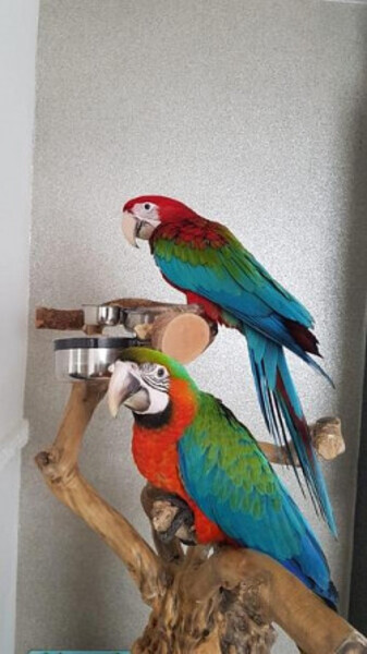  Super tame hand reared green winged macaw...viber :+639463422605)